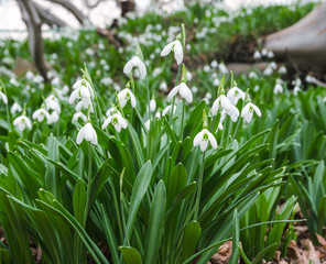 Fototapeta premium snowdrops in forest