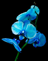 Blue orchid on a black background.