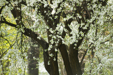 defocused bokeh background of garden with blossoming trees in spring background