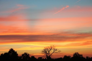 sunset in the forest