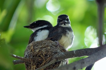 bird on a branch