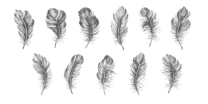 Hand drawn feather on white background