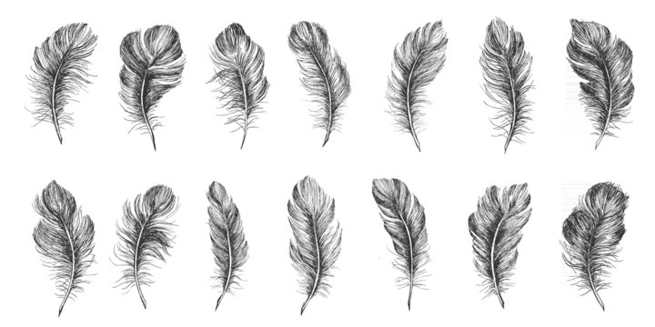 Fototapeta Hand drawn feather on white background