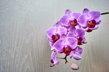 Bright purple mini orchids Sogo Vivienne flowers. Close-up. Phalaenopsis, moth orchids on warm bright brown blurred background. Selective focus. There is a place for your text.