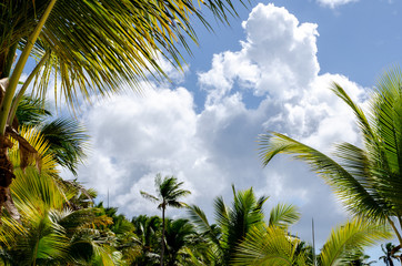 tropical coast with palm trees