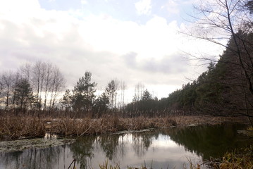spring river near the forest landscape