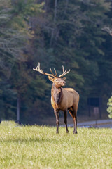 Bull elk, Cervus canadensis, Great Smoky Mountains,Cherokee, North Carolina