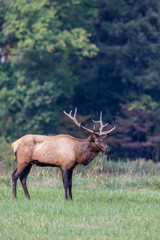 Bull elk, Cervus canadensis, Great Smoky Mountains,Cherokee, North Carolina