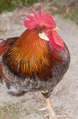 colorful rooster