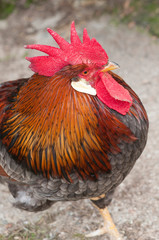 colorful rooster