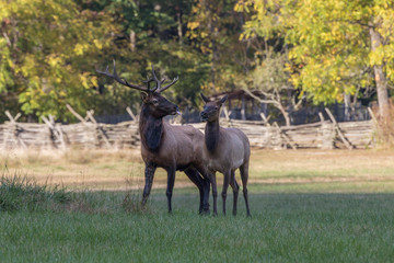 Naklejka na ściany i meble Bull and cow elk, Cervus canadensis, Great Smoky Mountains, Cherokee, North Carolina