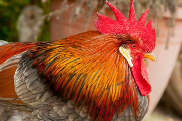 colorful rooster, close-up,