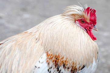 white feather, Red rooster comb, close-up