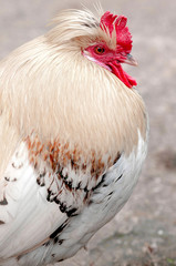 white feathers, Red rooster comb, close-up