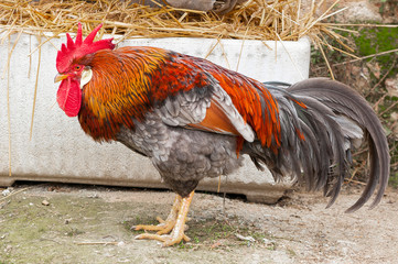 colorful rooster