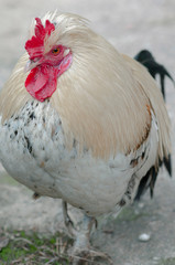 white feathers rooster, close-up, Red rooster comb