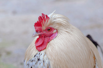 white feathers rooster, close-up, Red rooster comb