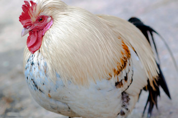 white feathers rooster, close-up, Red rooster comb