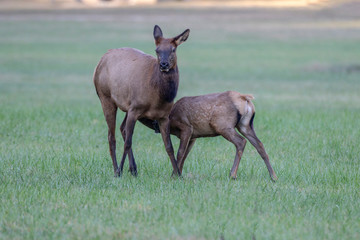 Cow elk and calf, Cervus canadensis, Great Smoky Mountains, Cherokee, North Carolina