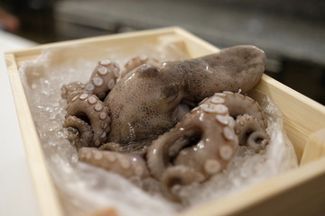 Octopus