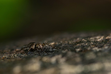 Spinne I