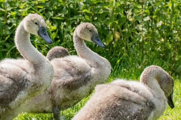 Schwanenküken X