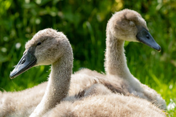 Schwanenküken V