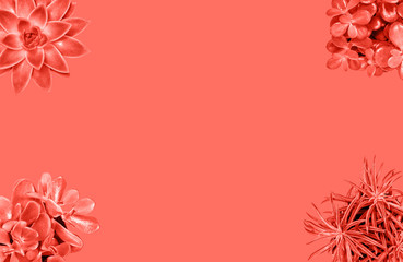 Succulent plants flat lay coral pink background