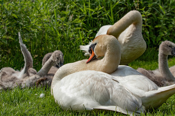 Schwanenfamilie I