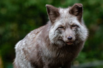 Naklejka premium Rotfuchs IV