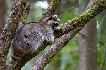 Waschbär einzeln III