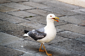 seagull on beach