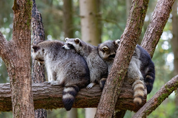 Racoon Group I