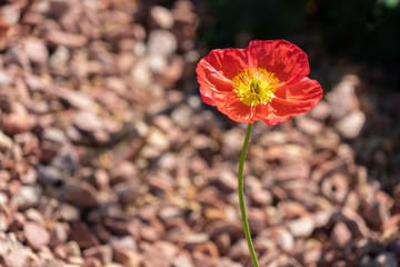 coquelicot californien