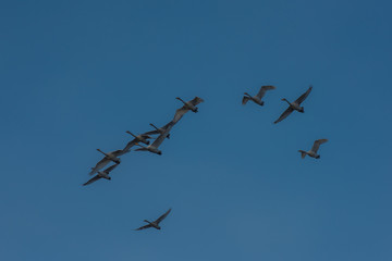 Flying white whooping swans, Altay, Siberia Russia