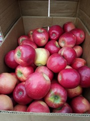Apples at the farmer's market