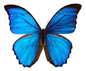 Beautiful blue butterfly isolated on white background with clipping path.. MORPHO DIDUS