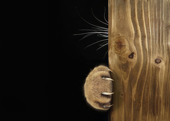 The cat hid behind the wooden board. Only his paw with long and sharp claws and his whiskers are...