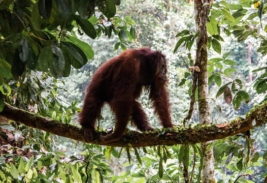 oran utan