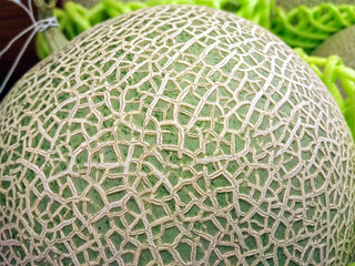Texture on Fresh Japanese Green Melon Skin
