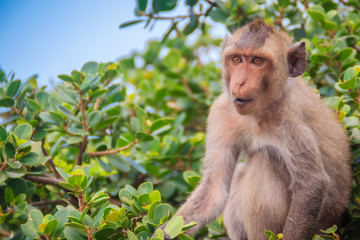Cute monkey in a tree eating green leaves