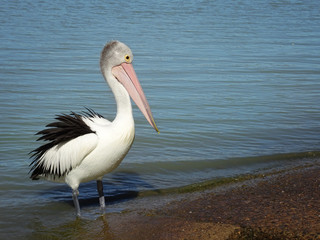 Australian Pelikan