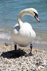 white swan on the lake