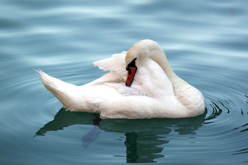 swan on the lake