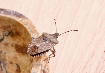 Cimice asiatica, Halyomorpha halys,