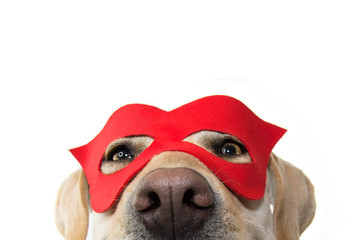 DOG SUPER HERO COSTUME. LABRADOR CLOSE-UP WEARING A RED MASK. CARNIVAL OR HALLOWEEN. ISOLATED...