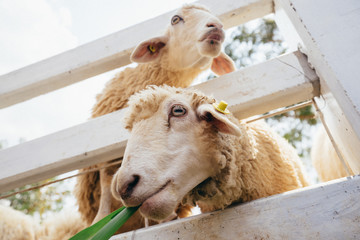 White sheep  eating green grass in farm