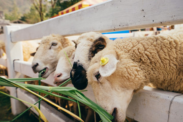 Group of white sheep  eating green grass in farm