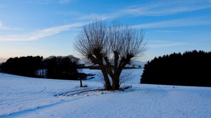 Weidenbaum auf einer Winterwiese im Bergischen Land