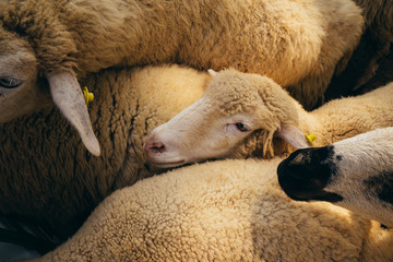 Naklejka premium Group of white sheep
